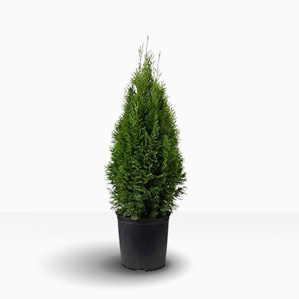 Thuja Fastigiata 60-80 cm, Pottedyrket 3-5L